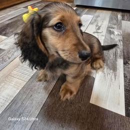 Monty 2,675 - Cream male Dachshund puppy in Tonopah, Arizona from Desert Diamond Dachshunds