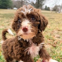 Nova - with training - Tri-color female Bernedoodle puppy in Boonville, North Carolina from Doods & Dolls