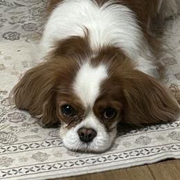 Cavapoos from Robin's Cavapoos