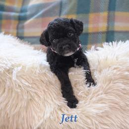 Jett - Black male Goldendoodle puppy in Rising Sun, Indiana from Ruby Lane Doodles
