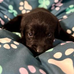 Brown Collar - Black male Labrador Retriever puppy in Somerset, California from Cantina Labs and Cavs