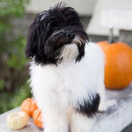 Havanese Puppies from Biscuits N Gravy Havanese