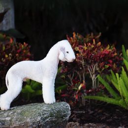 Bedlington Terrier All Grown Up from LAMZ Bedlington Terriers