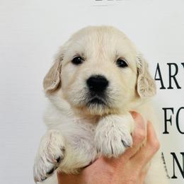 Duke - Light golden male Golden Retriever puppy in Oconto, Wisconsin from Abbie's Golden Retrievers