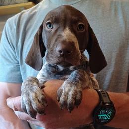 Dixie - Liver roan female German Shorthaired Pointer puppy in Elberta, Alabama from Old Orchard Farm