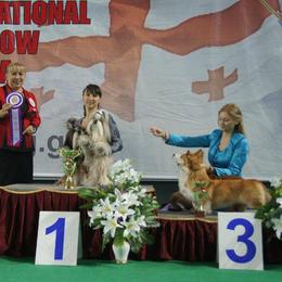 Poodle and Shih Tzu All Grown Up from Ganna Sultan