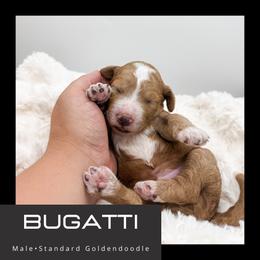 Bugatti - Red  male Goldendoodle puppy in Brookville, Pennsylvania from Woodland Mountain Doodles