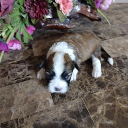 Peaches - Red sable female Havanese puppy in Cleveland, Texas from 7th Heaven Havanese of Texas