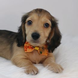 Boy 3 - Cream Dachshund puppy in Murfreesboro, Tennessee from Kimbrie's Dream Cream Doxies