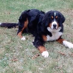 Lola - Bernese Mountain Dog