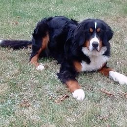 Lola - Bernese Mountain Dog