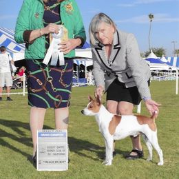 Rat Terrier All Grown Up from Battle Born Terriers
