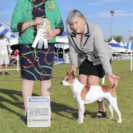 Rat Terrier All Grown Up from Battle Born Terriers