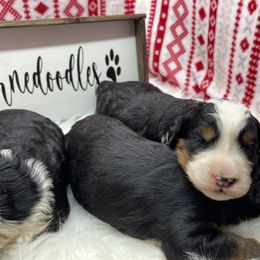 Australian Labradoodle, Bernedoodle, and Cockapoo Puppies from Dream Doodles and Cockapoos