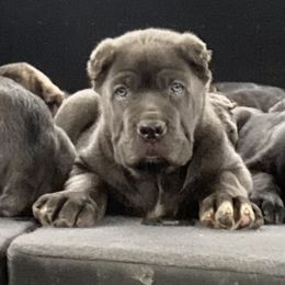 Cane Corso Puppies from Reliance Cane Corso