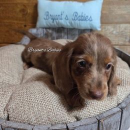 Reeses - Dapple male Dachshund puppy in Girard, Illinois from Bryant's Babies