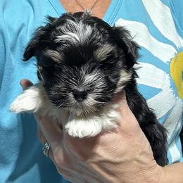 Male 3 - Black and tan male Havanese puppy in Congerville, Illinois from Happy Go Lucky Havanese