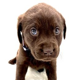 Mocha - Chocolate female Labrador Retriever puppy in Illinois from Urbane Retrievers