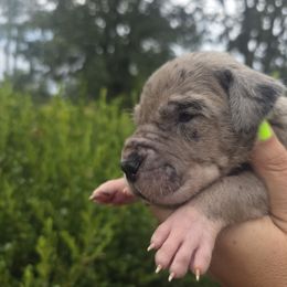 Frannie - Merle female Great Dane puppy in Granby, Missouri from HCR Great Danes