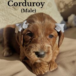 Corduroy - Red male Australian Labradoodle puppy in Citrus Heights, California from Elite Blend Labradoodles