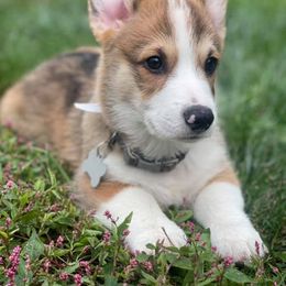 Pembroke Welsh Corgi Puppies from Rainbow Corgi Farms