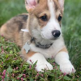 Pembroke Welsh Corgi Puppies from Rainbow Corgi Farms