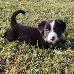 Black Diamond - ABCA - Black and white female Border Collie puppy in Bixby, Oklahoma from Bond Border Collies