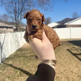 Calla - Red  female Poodle puppy in Morehead, Kentucky from Paw Perfect Pets