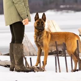 Ranni - Belgian Malinois