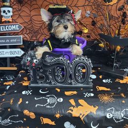 Yorkshire Terrier Puppies from Wild Azalea Yorkies on FB