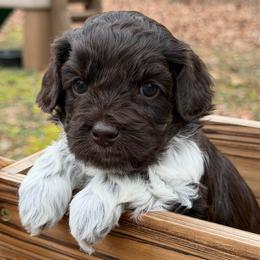 Beau (green collar) - Chocolate male Australian Labradoodle puppy in Mount Gilead, North Carolina from Tillery Labradoodles
