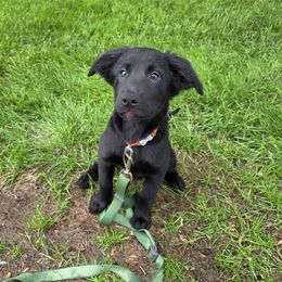 Dry Bones - male Sporty Mix puppy in Menasha, Wisconsin from Kreger's K9s