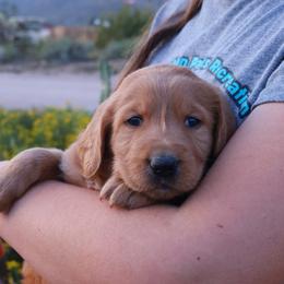 Aussiedoodle, Goldendoodle, and Labradoodle Puppies from Loving Doodle