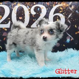 Glitter - Merle female Chihuahua puppy in Demorest, Georgia from Sourpatch Chihuahuas
