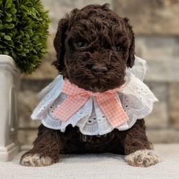 Stella - Brown female Lagotto Romagnolo puppy in West Jordan, Utah from Salt Lake Lagotto