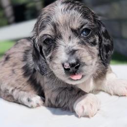 Zion - Dapple male Dachshund puppy in Richmond, Virginia from Irresistible Dachshunds & Cavaliers