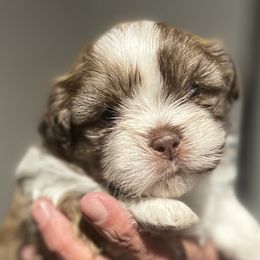Shih Tzus from Burke Manor Shih Tzu