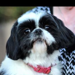 Caroline - Shih Tzu