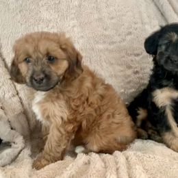 Aussiedoodle Puppies from North Idaho Miniature Aussiedoodles