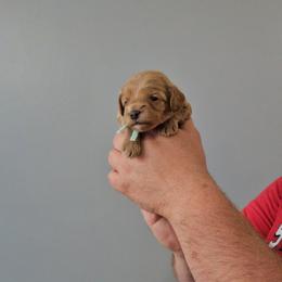 Jade- Mint - Apricot female Cavapoo puppy in South Jordan, Utah from Lucky Doodle Pups