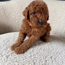 Milo - Red  male Goldendoodle puppy in Lowville, New York from Adirondack Goldendoodles