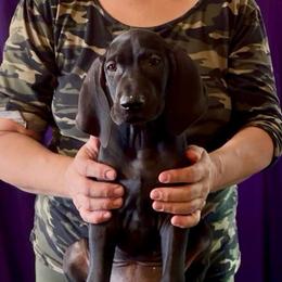 Boy 6 - Black male German Shorthaired Pointer puppy in Aitkin, Minnesota from Whispering’s GunDogs