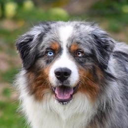 Prodigy - Miniature American Shepherd