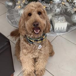 Goldendoodles from Magdoodles