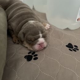 Bulldog Puppies from Bougie Bullies & Birds LLC