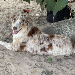 Dakota - Australian Shepherd