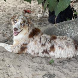 Dakota - Australian Shepherd