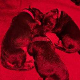 Boy 3 - male German Shepherd puppy in Snohomish, Washington from Wataha Shepherds