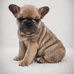 Boy 1 - Fawn male French Bulldog puppy in Hartsville, South Carolina from Amy's frenchies