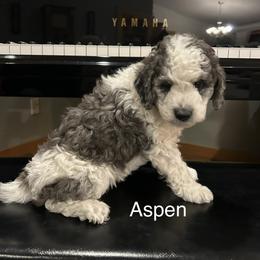 Aspen - female Golden Mountain Doodle puppy in Powell, Wyoming from Doodles of Joy